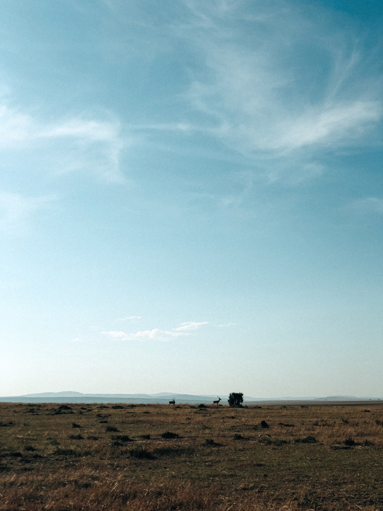 Åpent savannelandskap under en vid himmel i Kenya